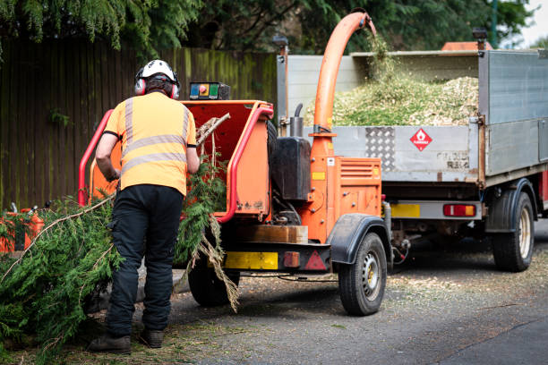 Emergency Storm Tree Removal in Ashland, CA